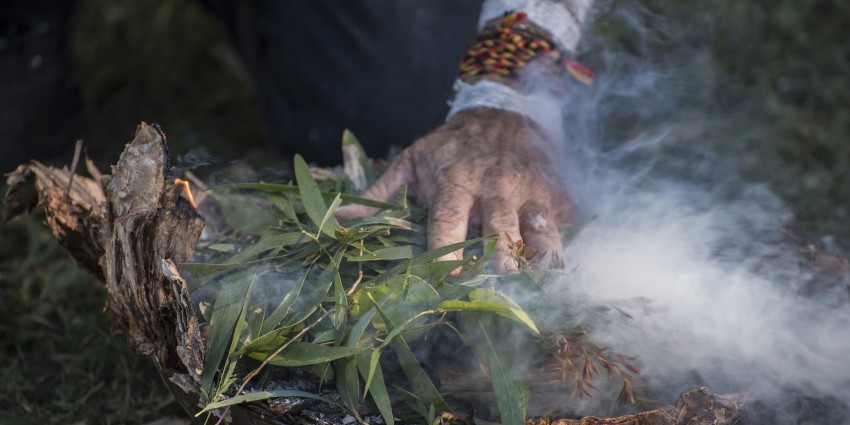 Smoking Eucalyptus leaves